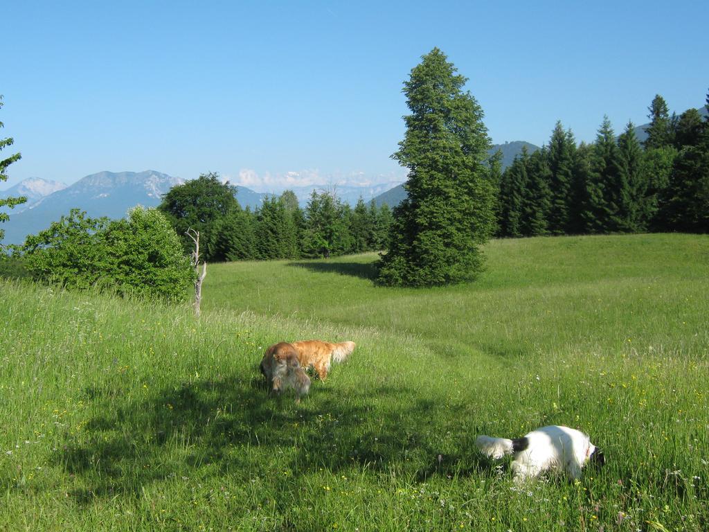 Vila Chalet La Montagnola Borgo Valsugana Exteriér fotografie
